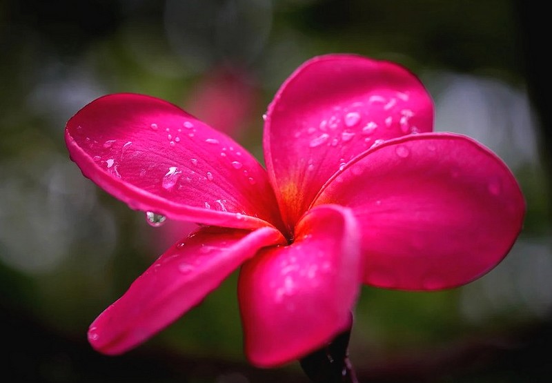 Fleur épanouie après la pluie